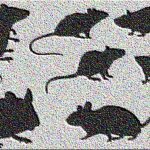 Solo ieri la Moretti (Pd) si inventava la cazzata del bambino morto per un morso di topo nella Roma di Virginia Raggi. Ma sui 4 ricoverati (di cui uno gravissimo) per la malattia dei topi a Vicenza (Sindaco Pd) è silenzio assoluto!